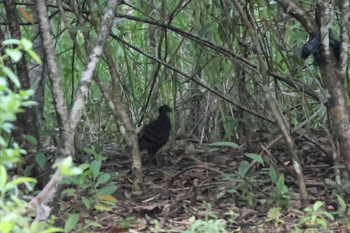 Moluccan Megapode - ML625710570