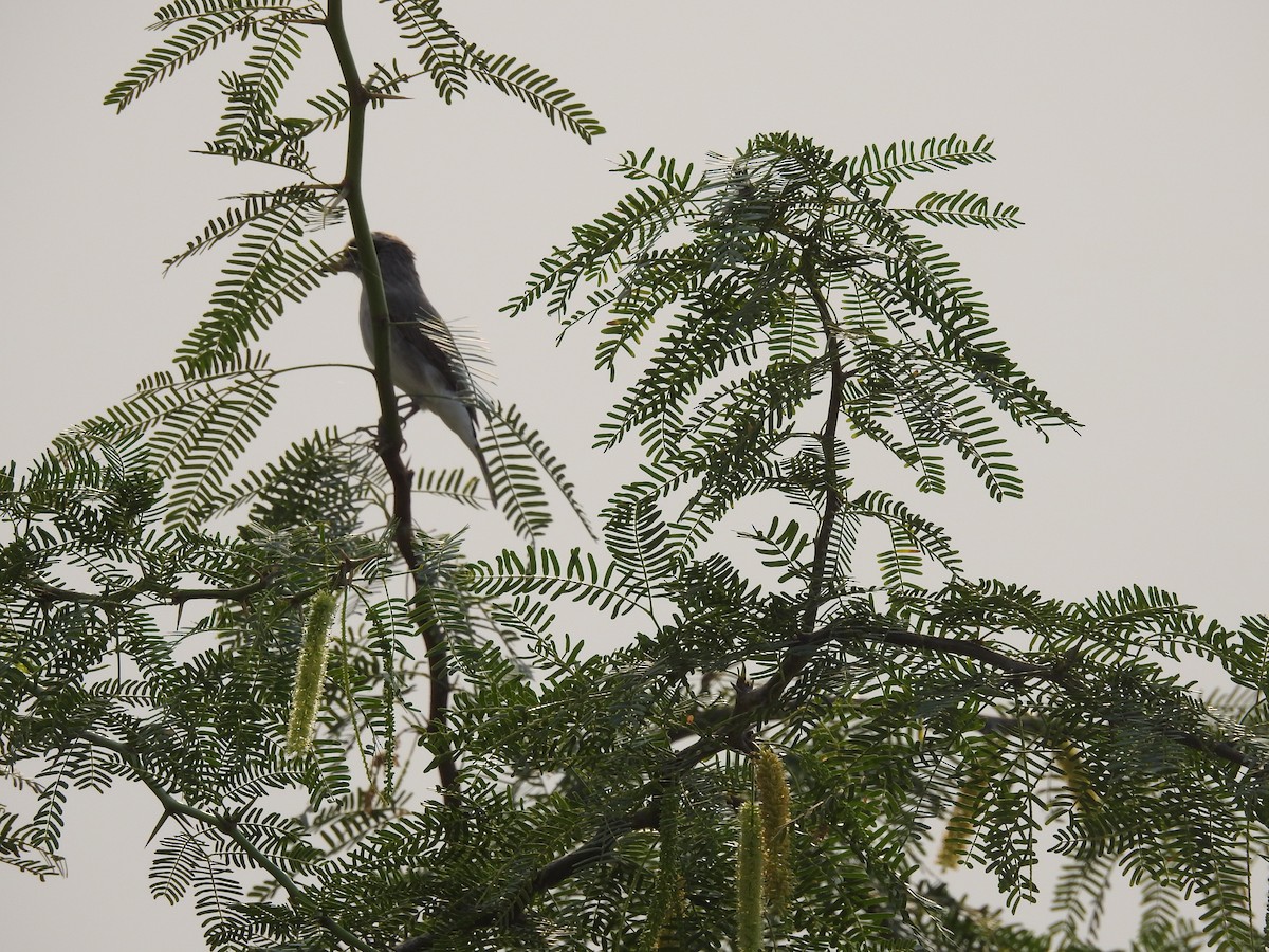 Common Woodshrike - ML625710610