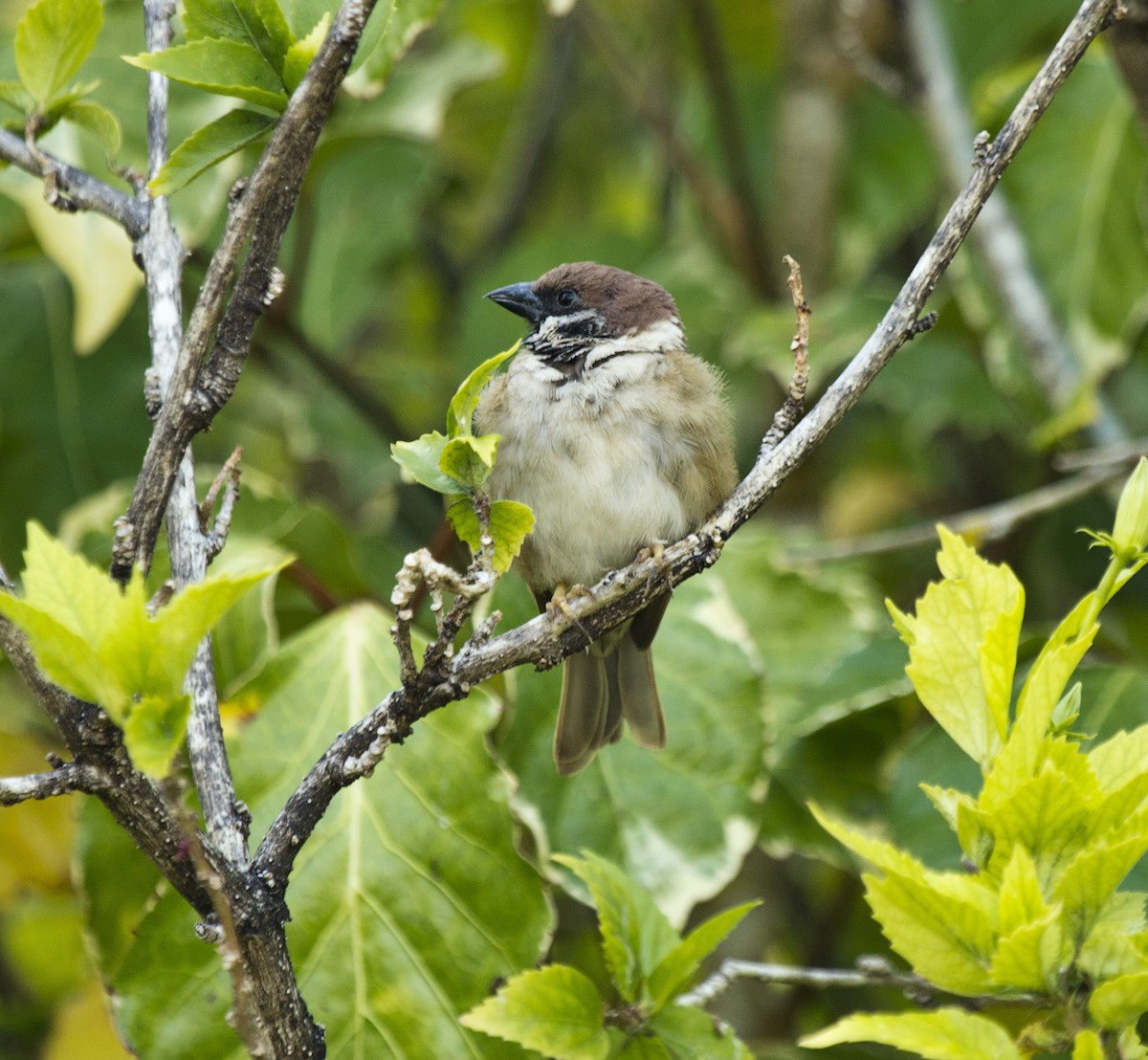 Eurasian Tree Sparrow - ML625710611
