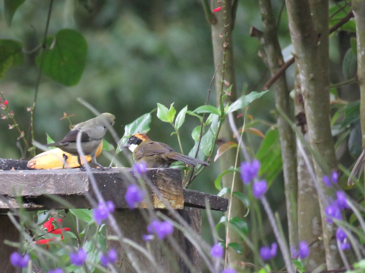 Chestnut-capped Brushfinch - ML625710624