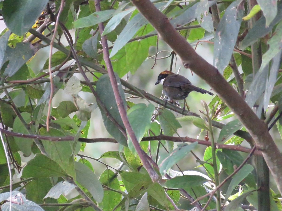 Chestnut-capped Brushfinch - ML625710625