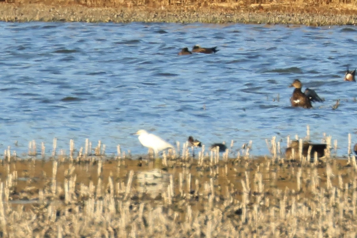 Snowy Egret - ML625710647