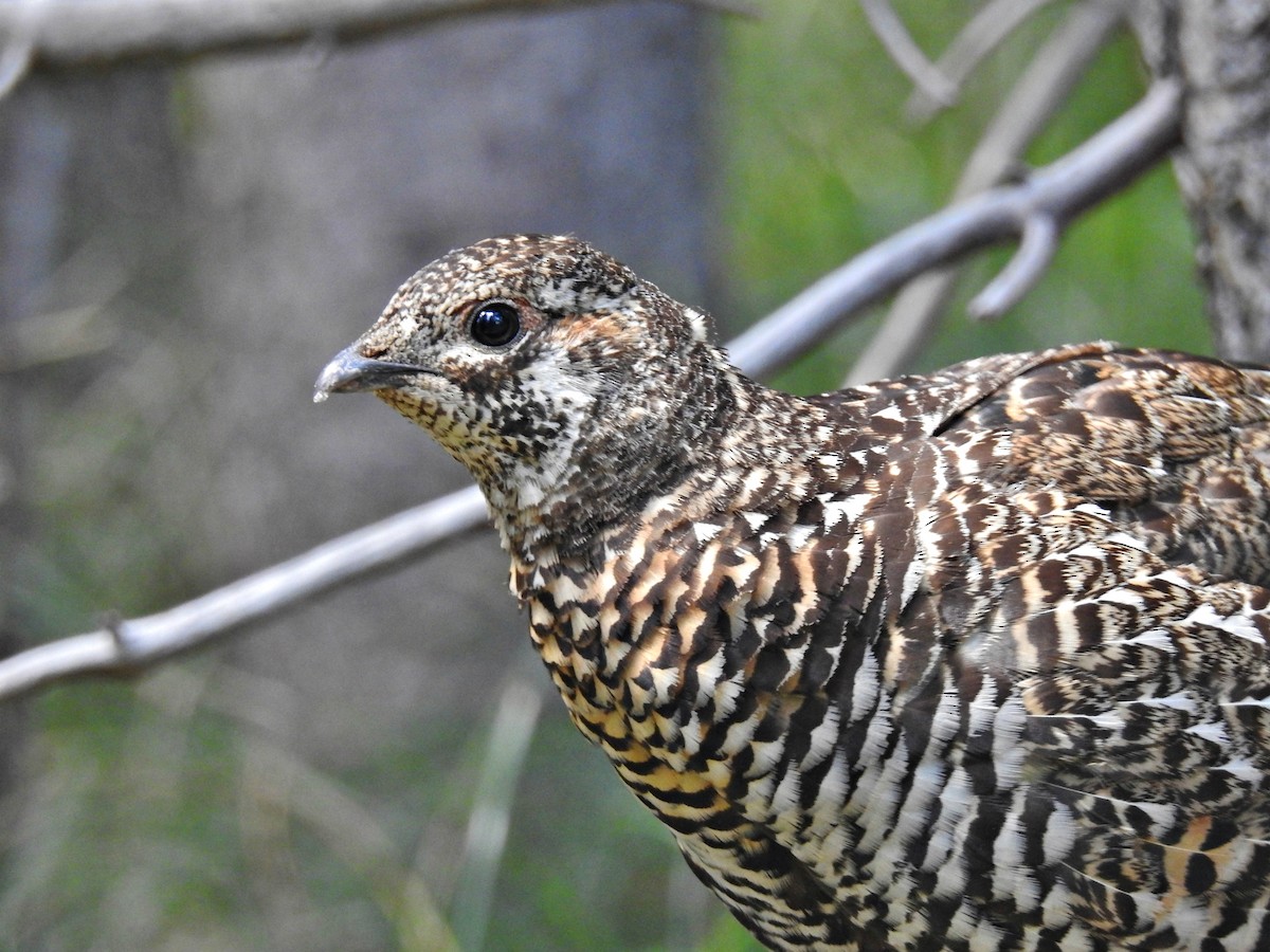 Spruce Grouse - ML625710755