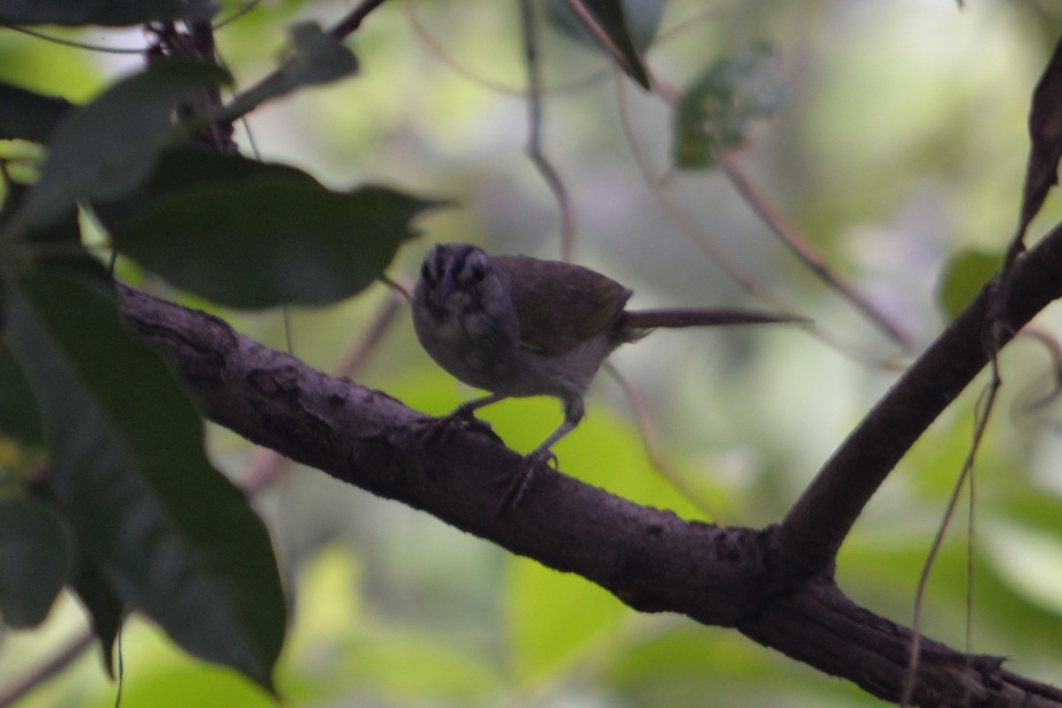 Tocuyo Sparrow - ML625710788