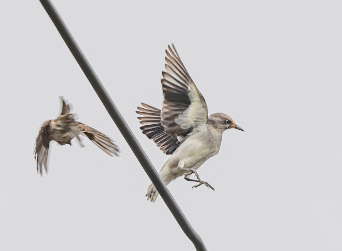 White-shouldered Starling - ML625710982