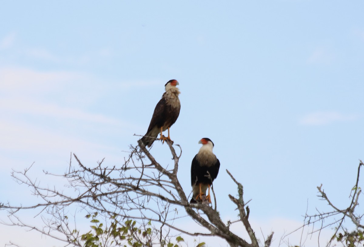 Crested Caracara (Northern) - Angel Zakharia