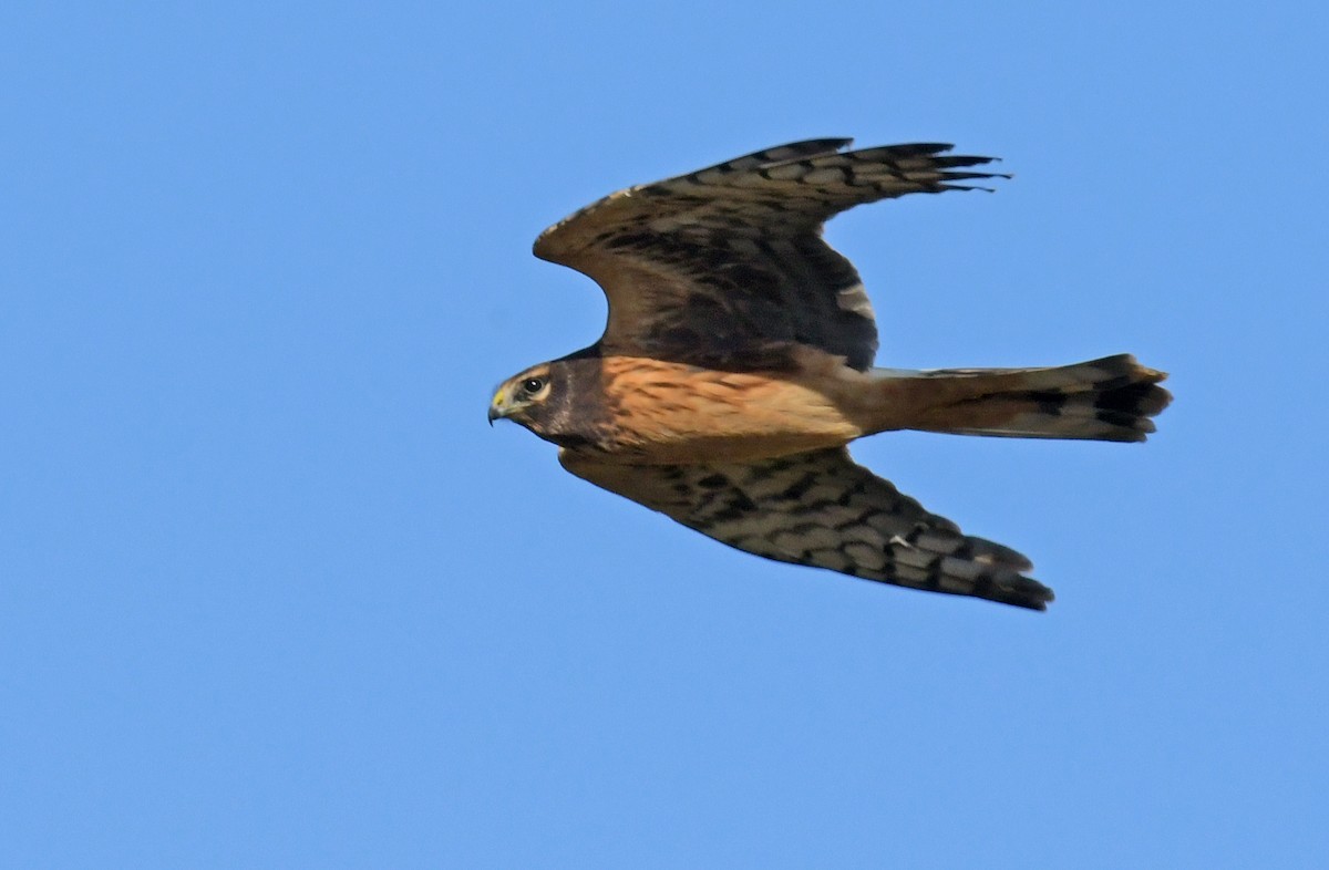 Northern Harrier - ML625711088