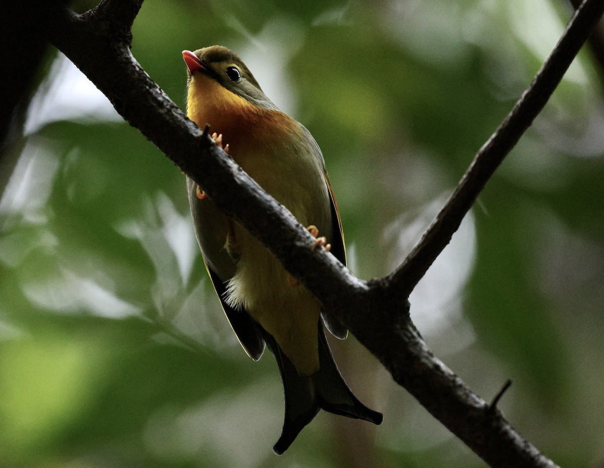 Red-billed Leiothrix - ML625711097