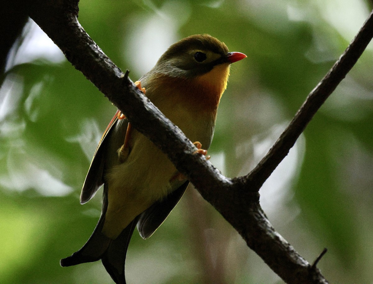 Red-billed Leiothrix - ML625711098