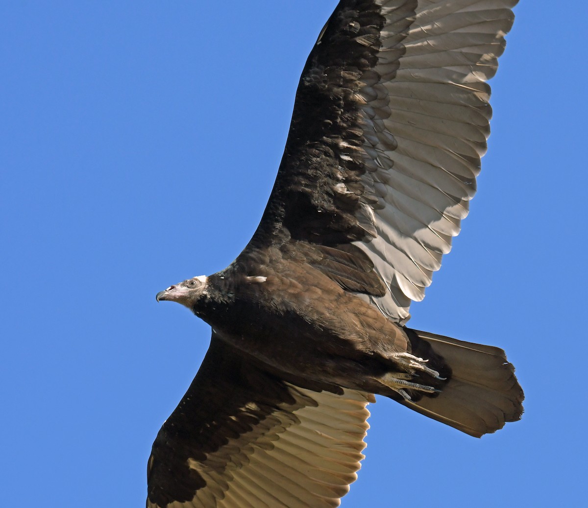 Turkey Vulture - ML625711101