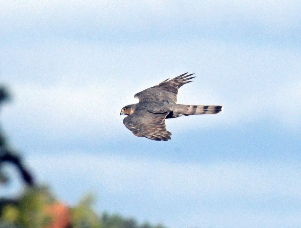 Sharp-shinned Hawk - ML625711114