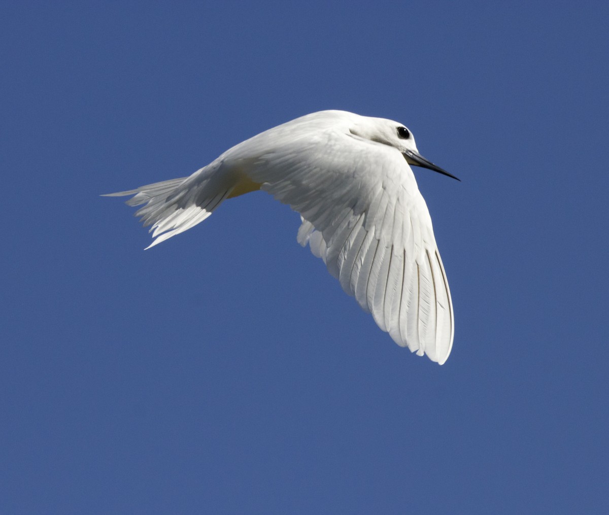 White Tern - ML625711130