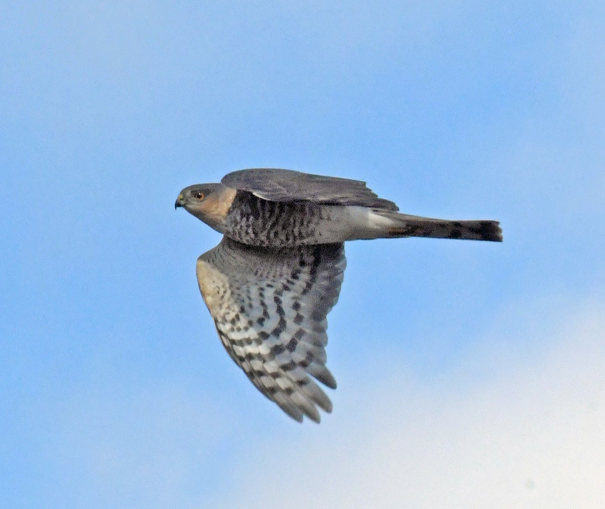 Sharp-shinned Hawk - ML625711135