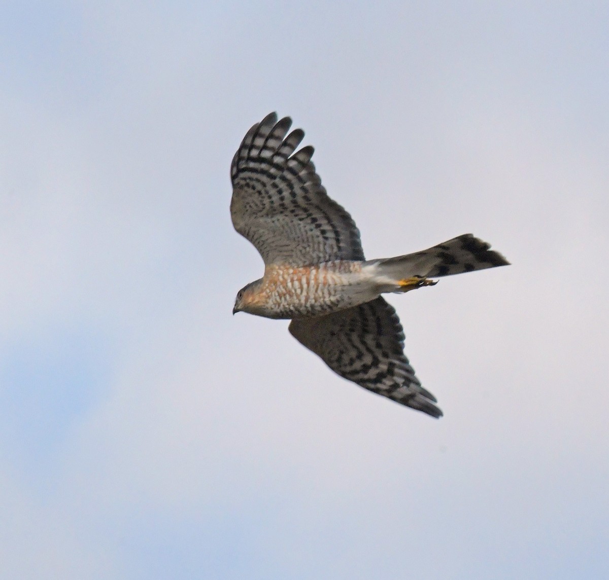 Sharp-shinned Hawk - ML625711136