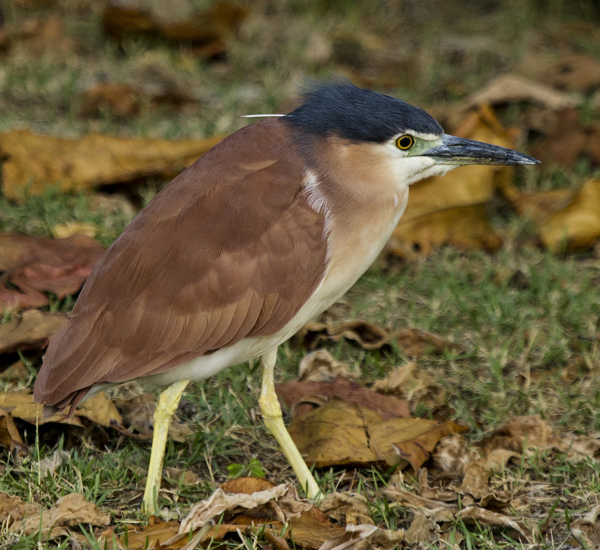 Nankeen Night Heron - ML625711143