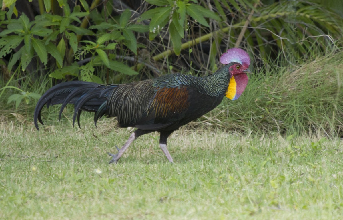 Green Junglefowl - ML625711148