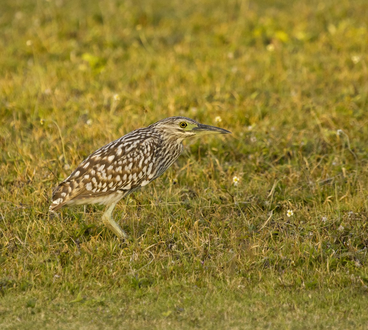 Nankeen Night Heron - ML625711151