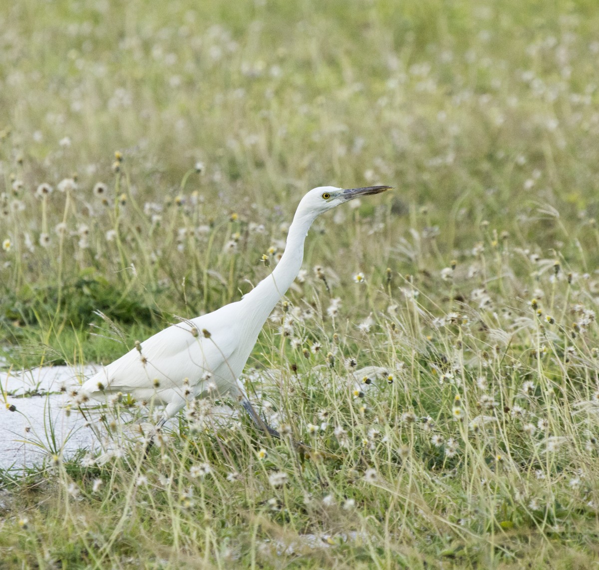 Pacific Reef-Heron - ML625711169