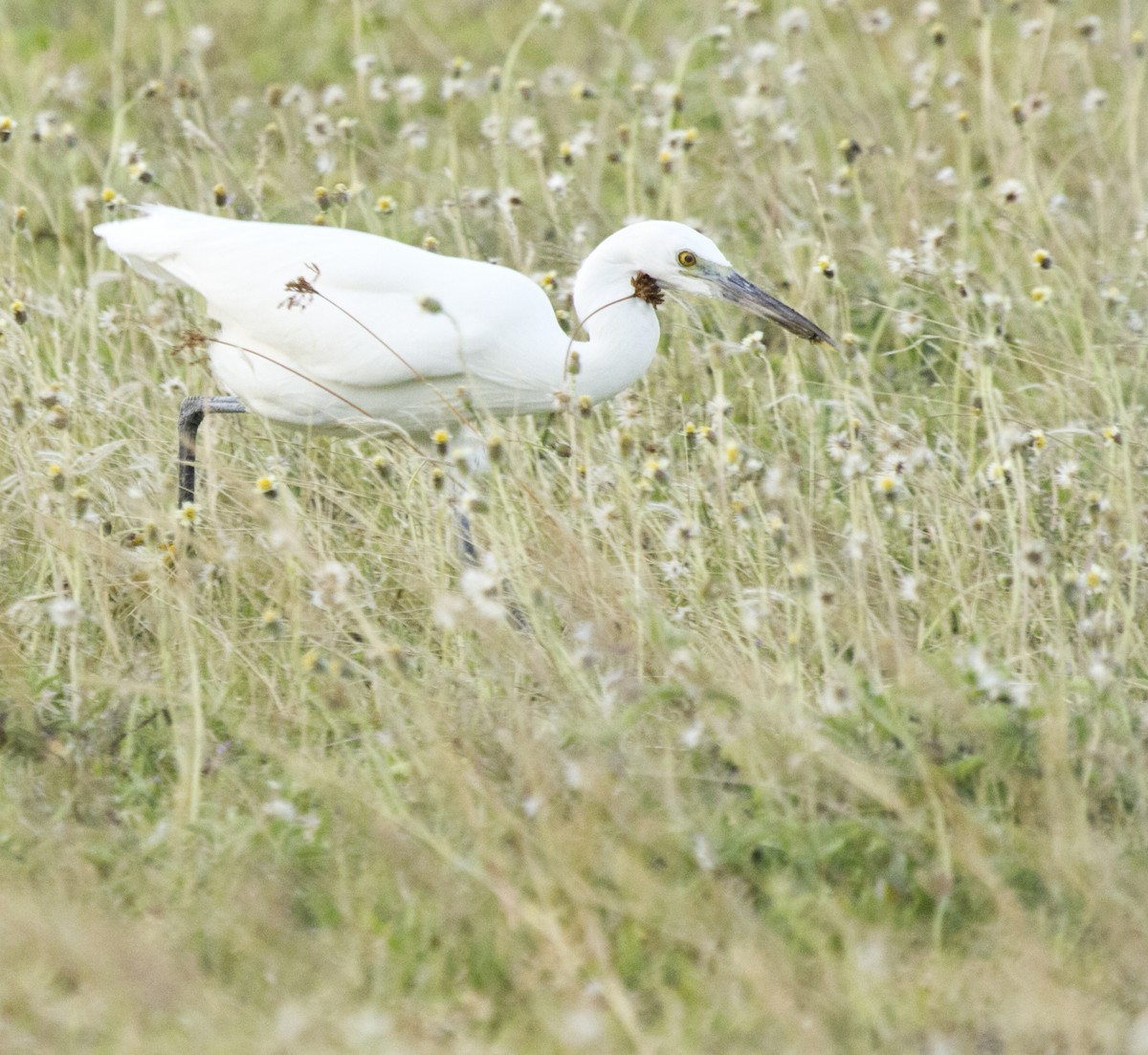 Pacific Reef-Heron - ML625711172