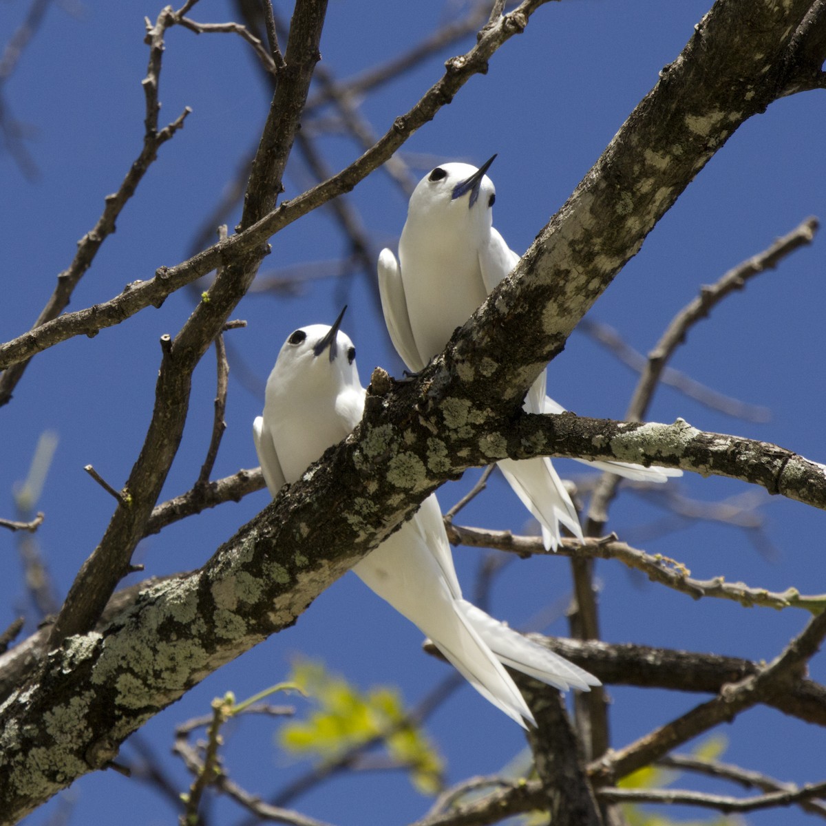 White Tern - ML625711188