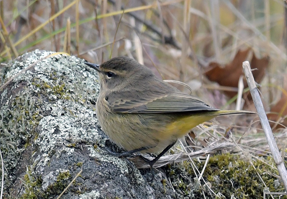 Palm Warbler - ML625711189