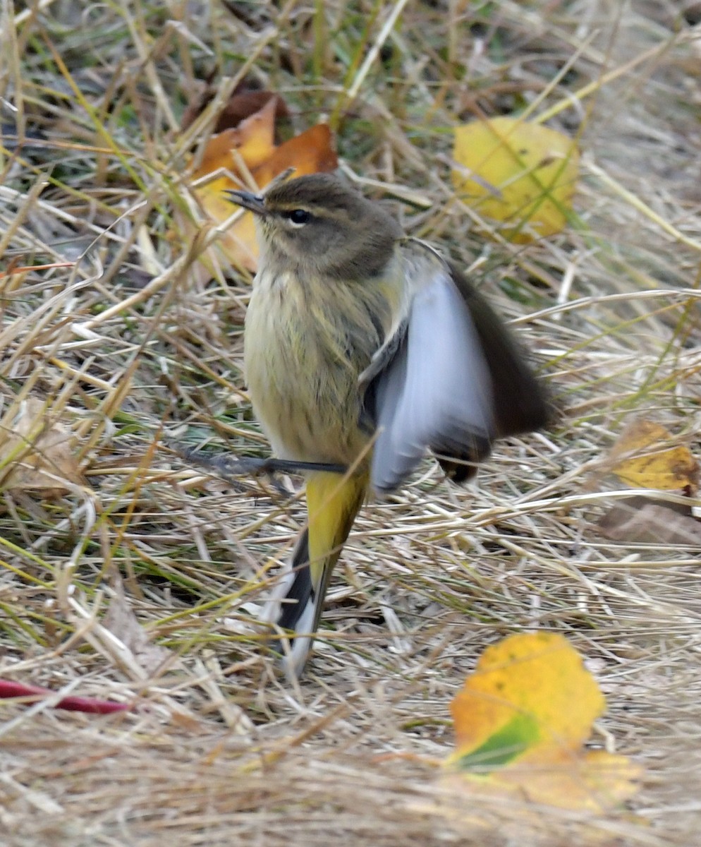 Palm Warbler - ML625711190