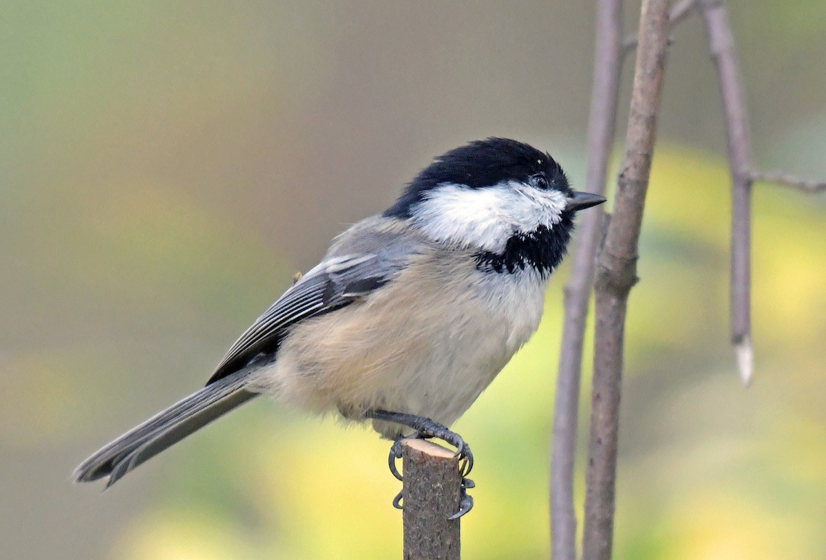 Black-capped Chickadee - ML625711202