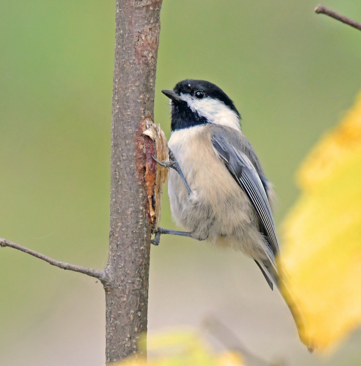 Black-capped Chickadee - ML625711215