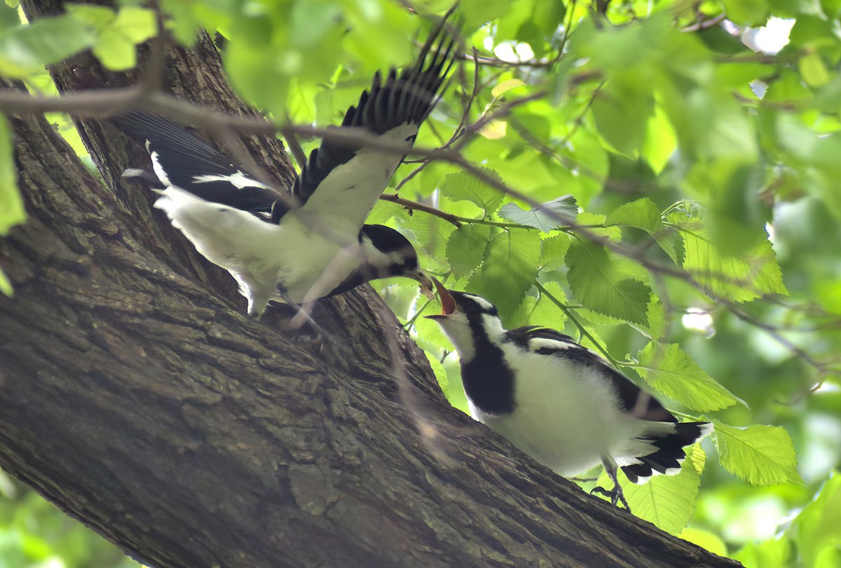 Magpie-lark - ML625711459