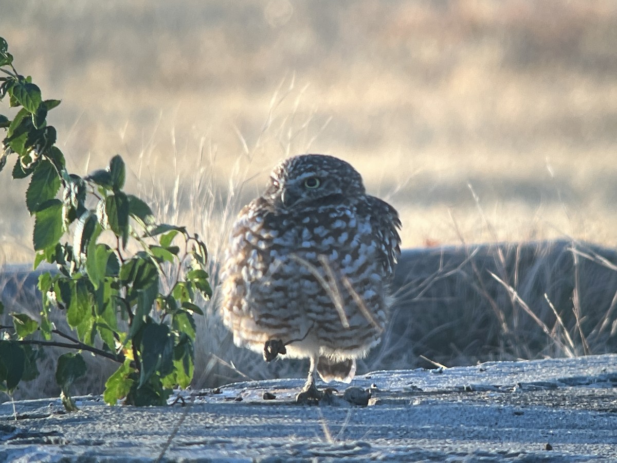 Burrowing Owl - ML625711583