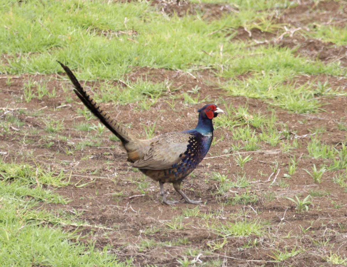 Ring-necked/Green Pheasant - ML625711809