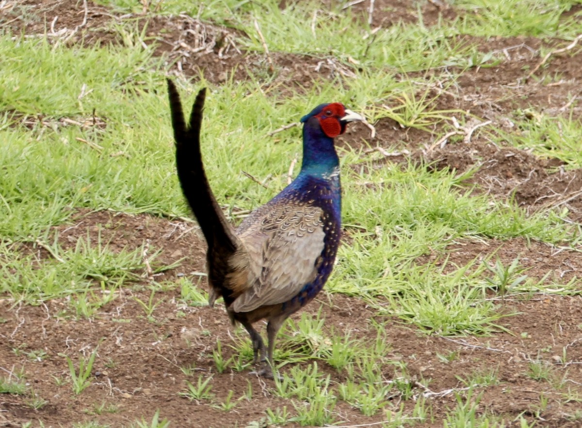 Ring-necked/Green Pheasant - ML625711810