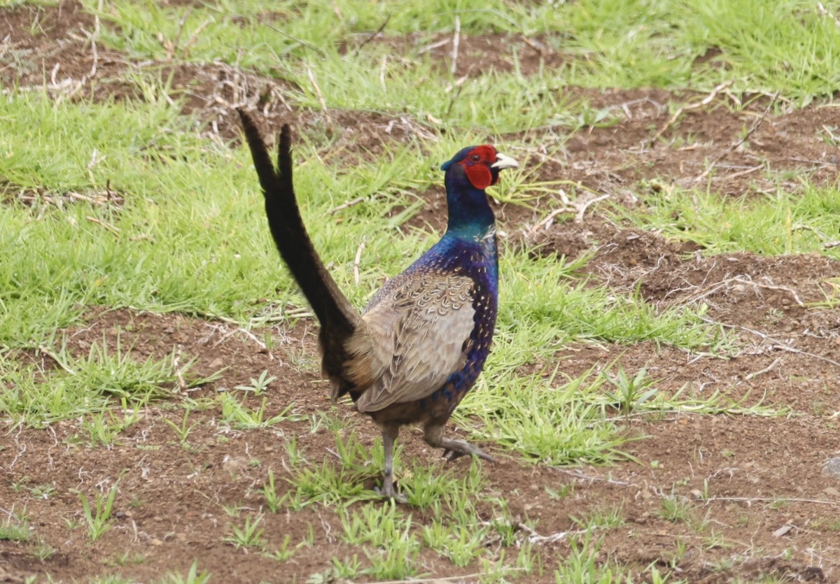 Ring-necked/Green Pheasant - ML625711811