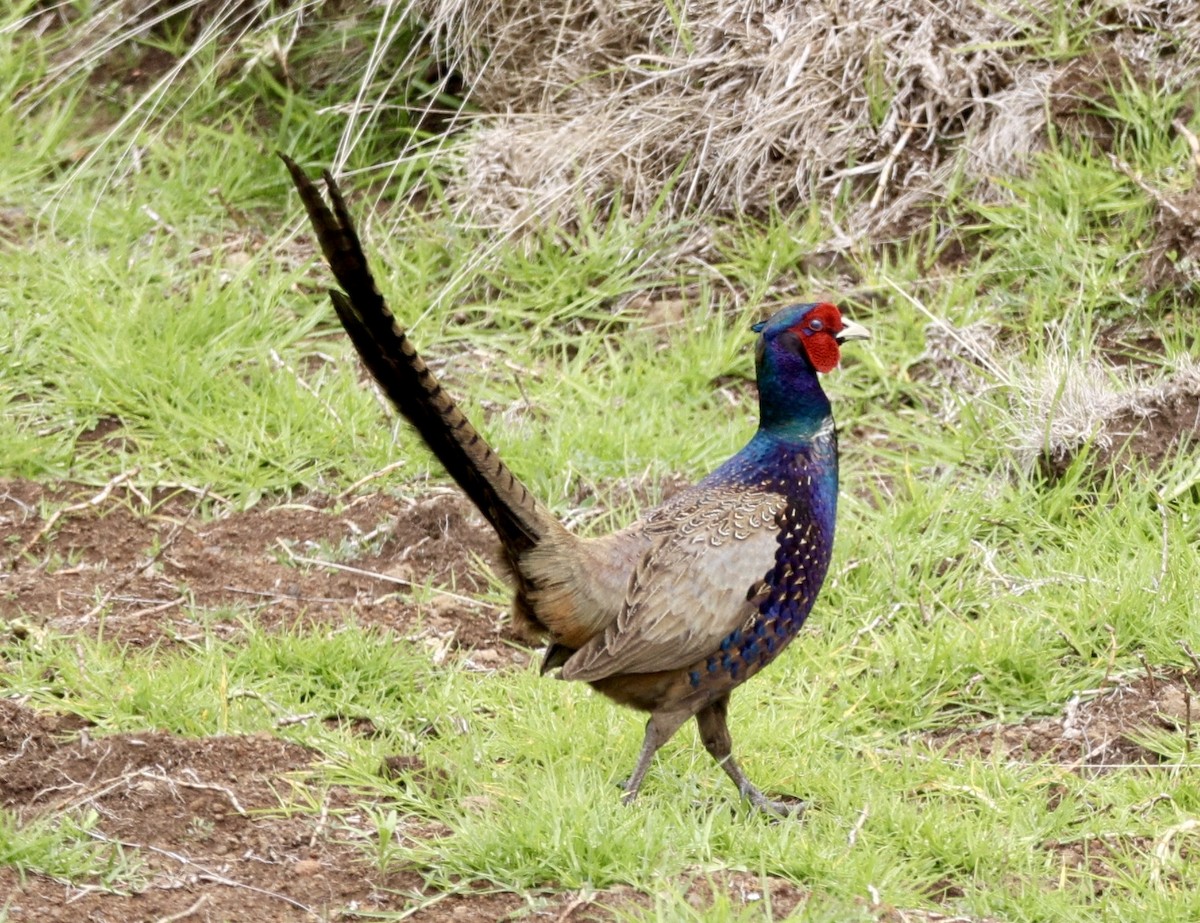 Ring-necked/Green Pheasant - ML625711812