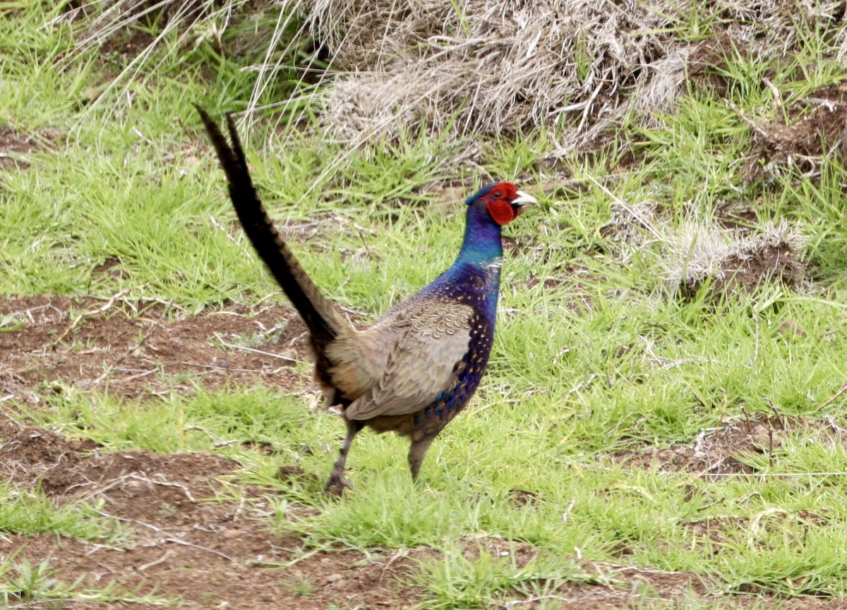 Ring-necked/Green Pheasant - ML625711813