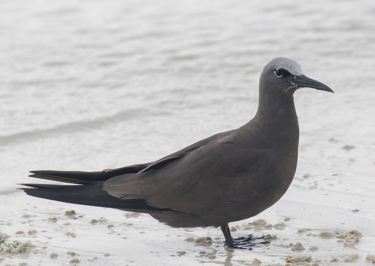 Brown Noddy - ML625712038