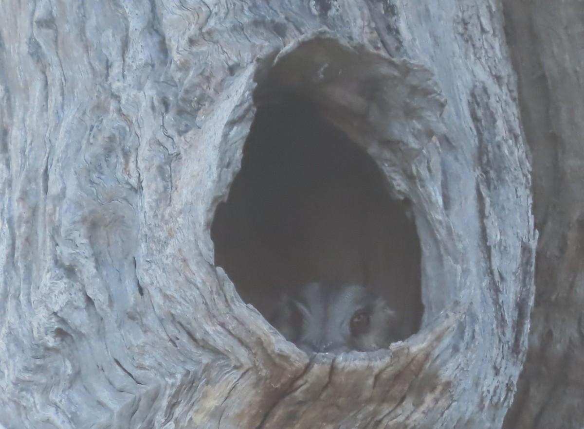 Australian Owlet-nightjar - ML625712166