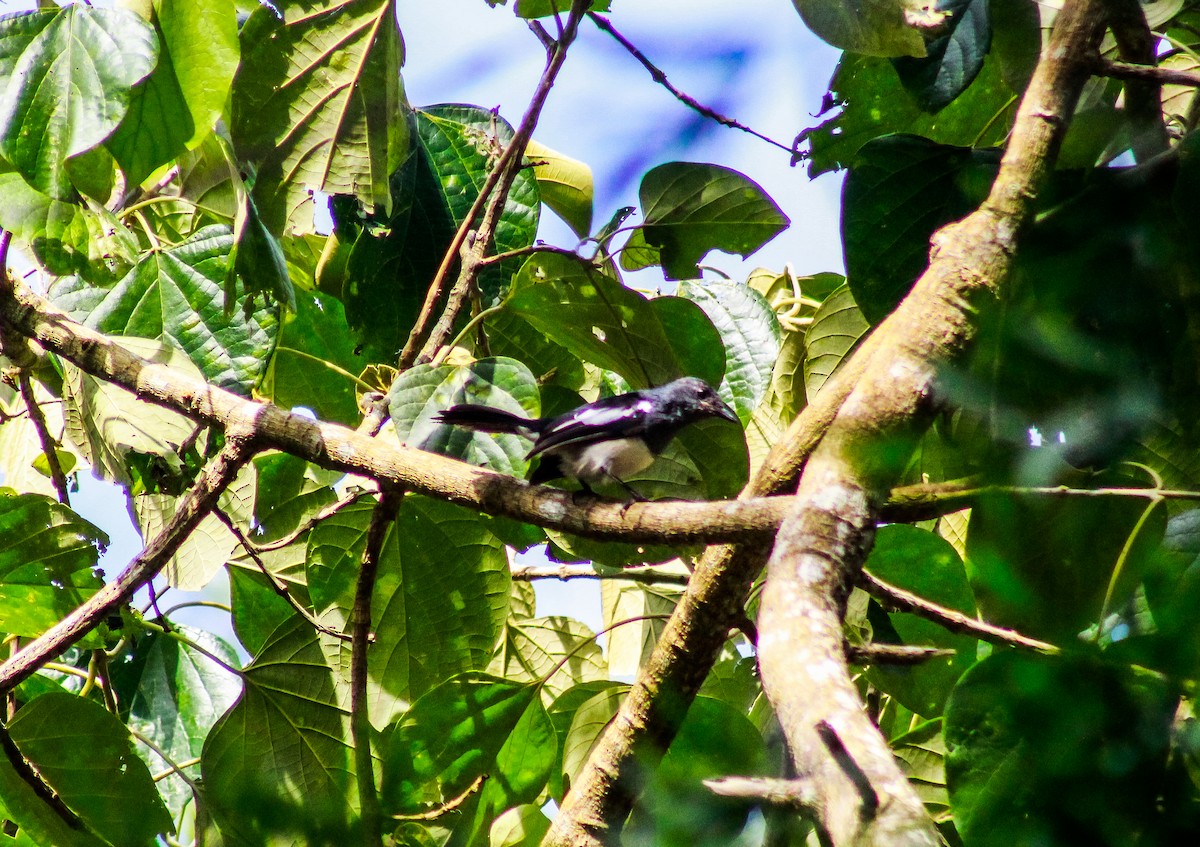 Philippine Magpie-Robin - ML625712205