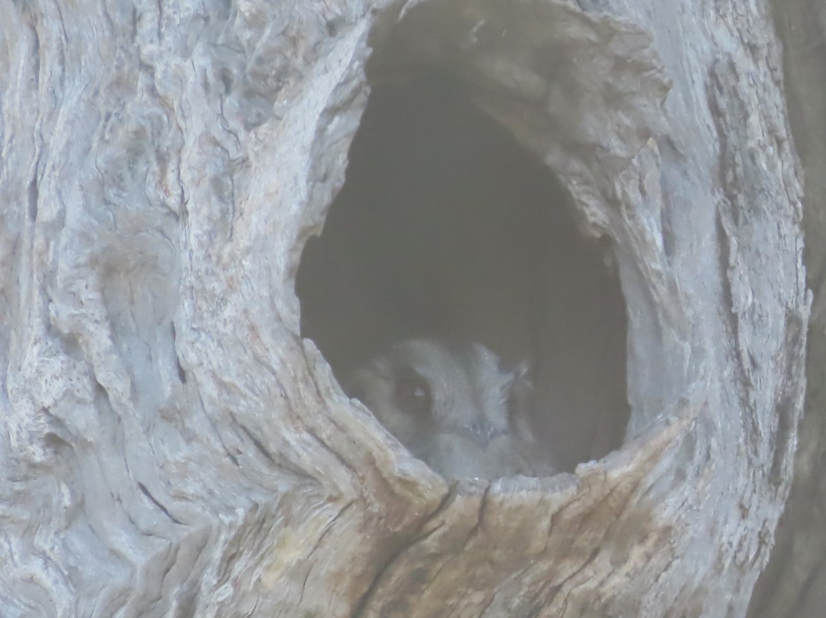 Australian Owlet-nightjar - ML625712213