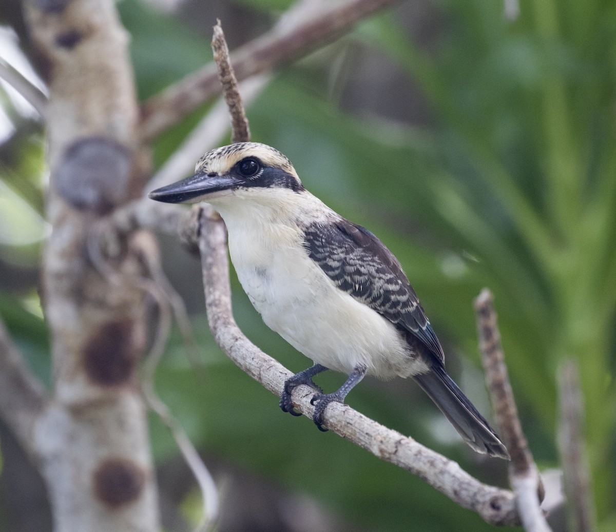 Chattering Kingfisher - ML625712281