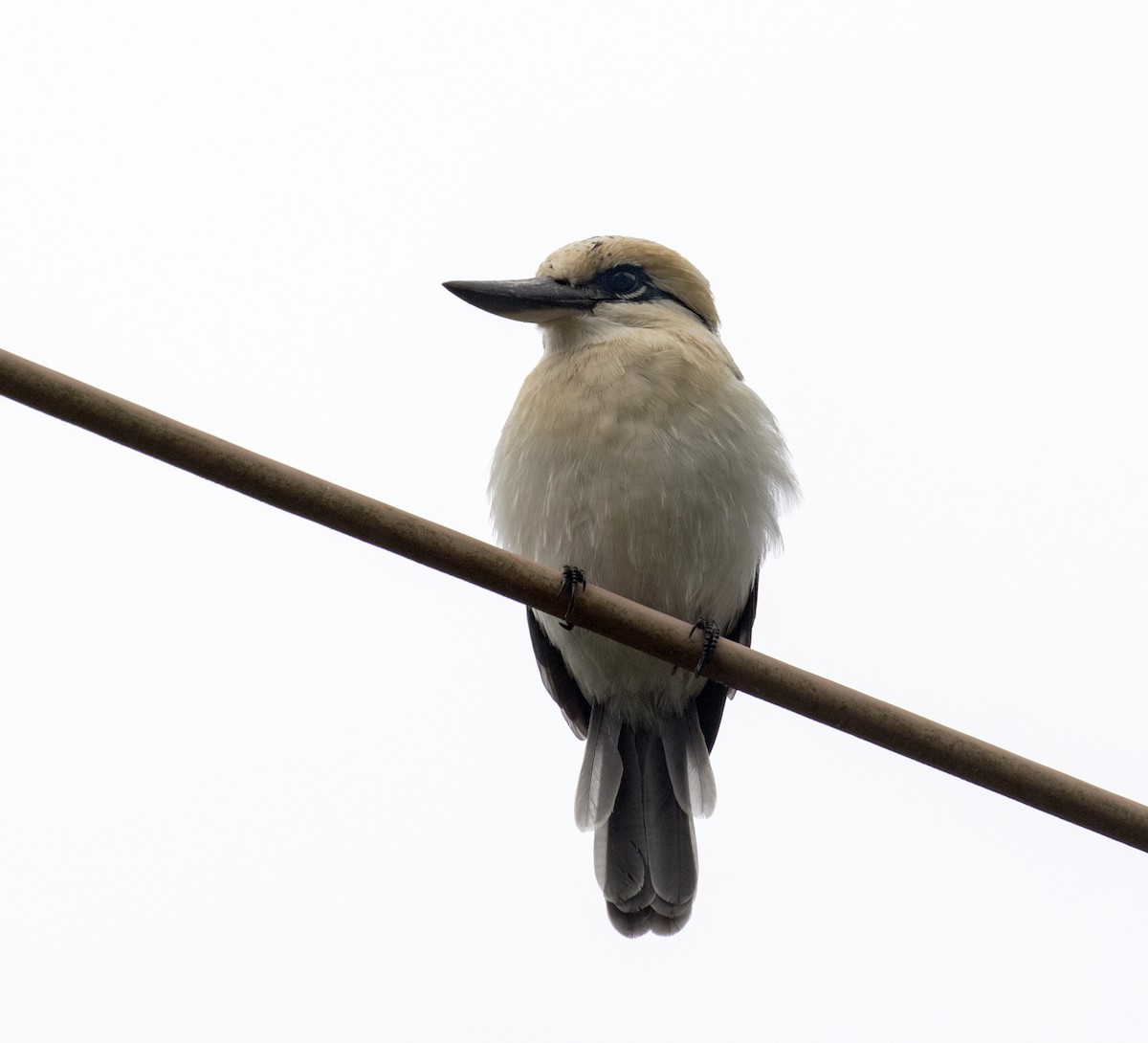 Chattering Kingfisher - ML625712294