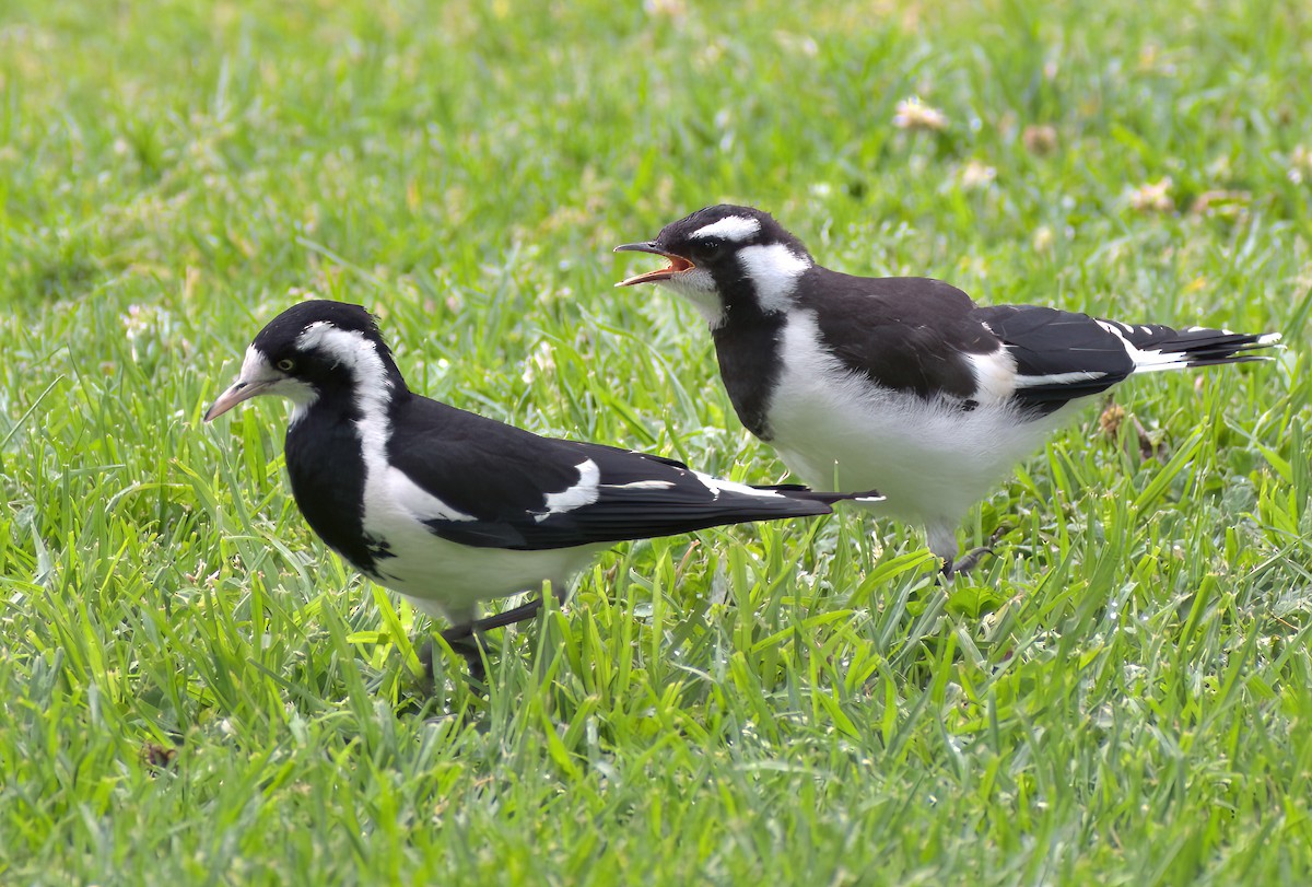 Magpie-lark - ML625712356