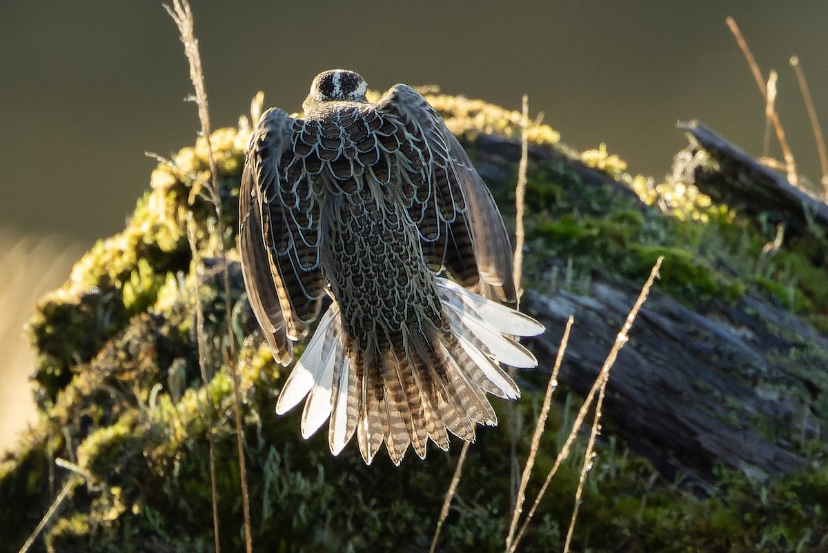 Western Meadowlark - ML625712474