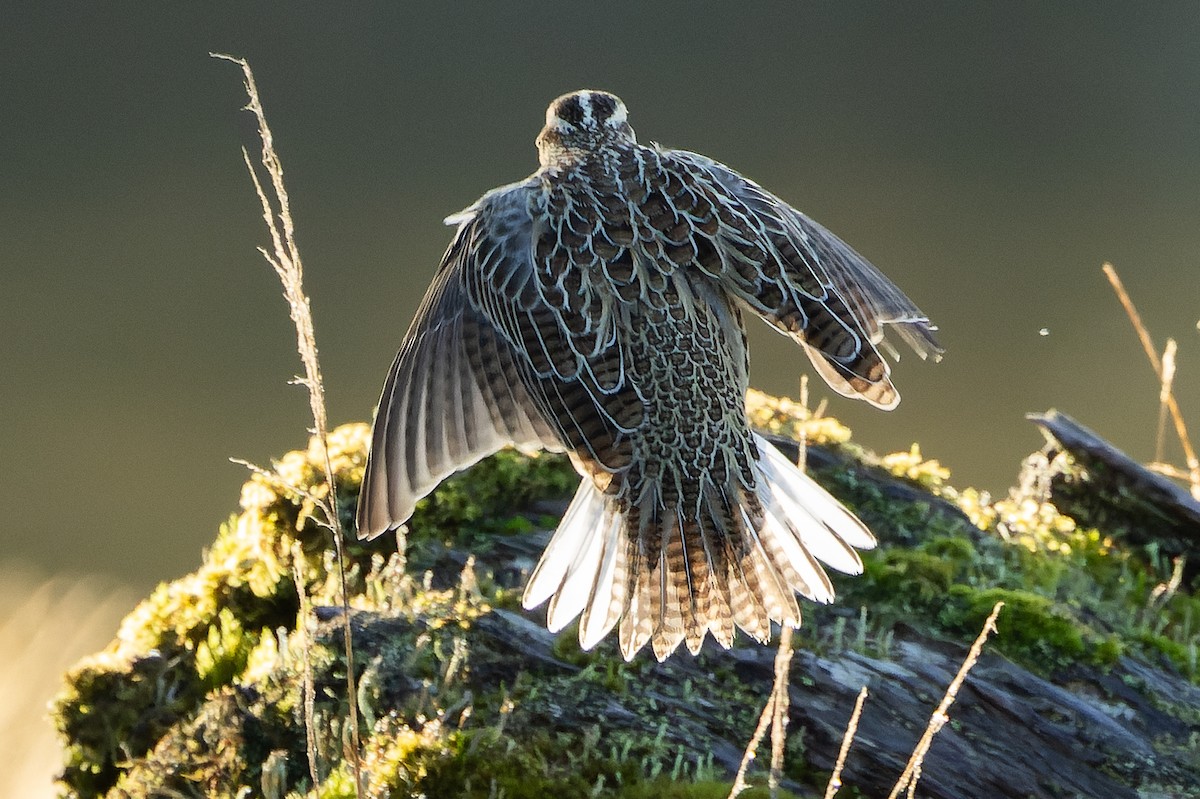Western Meadowlark - ML625712475