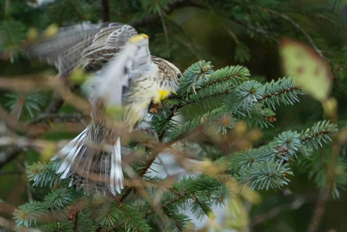 Western Meadowlark - ML625712477
