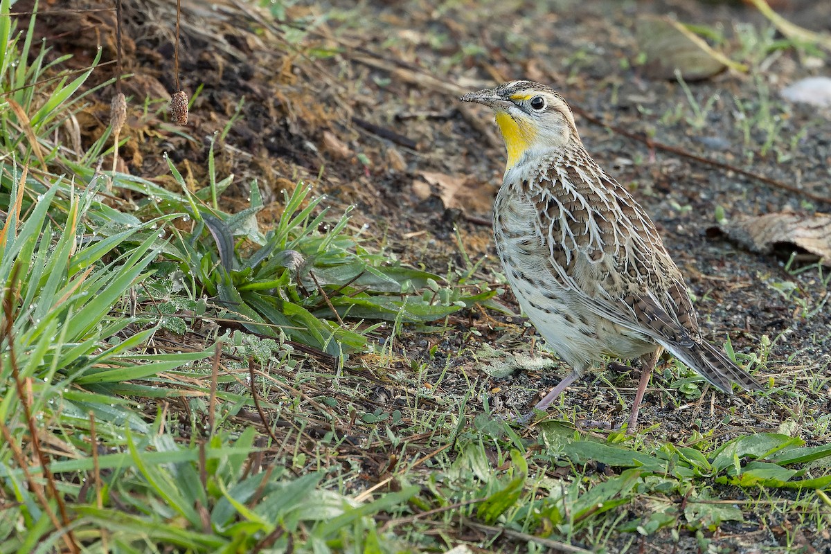 Western Meadowlark - ML625712479