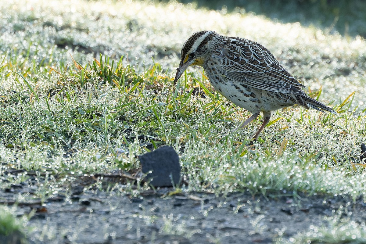 Western Meadowlark - ML625712480