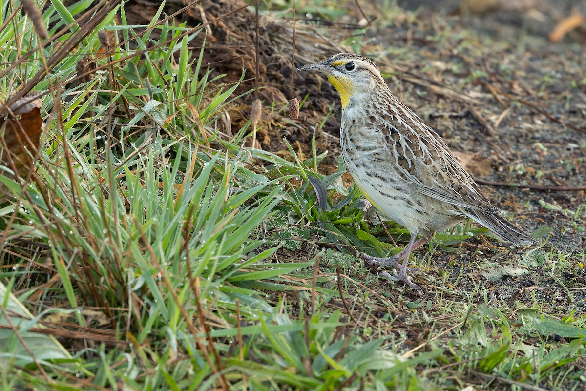 Western Meadowlark - ML625712481