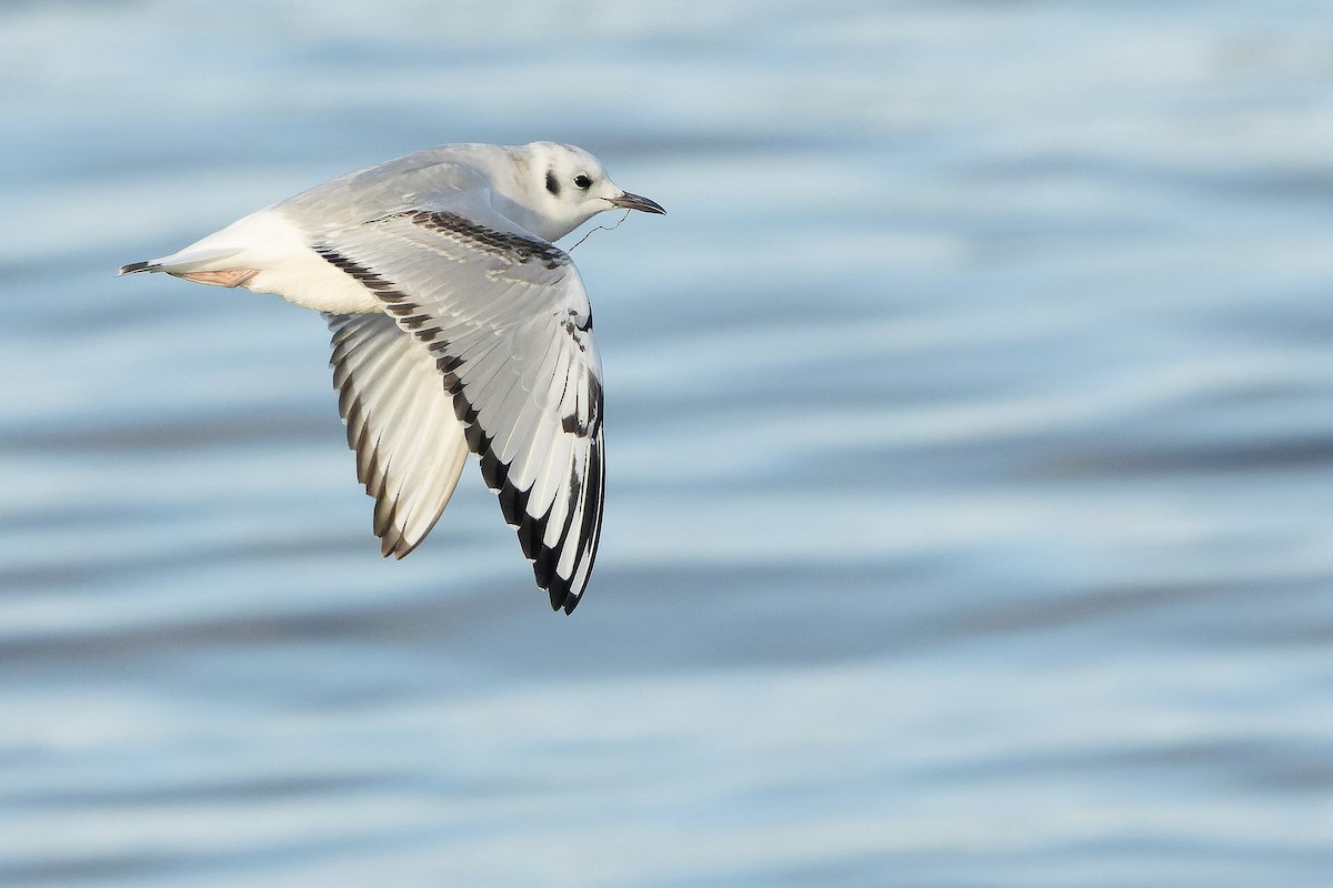 Bonaparte's Gull - ML625712485