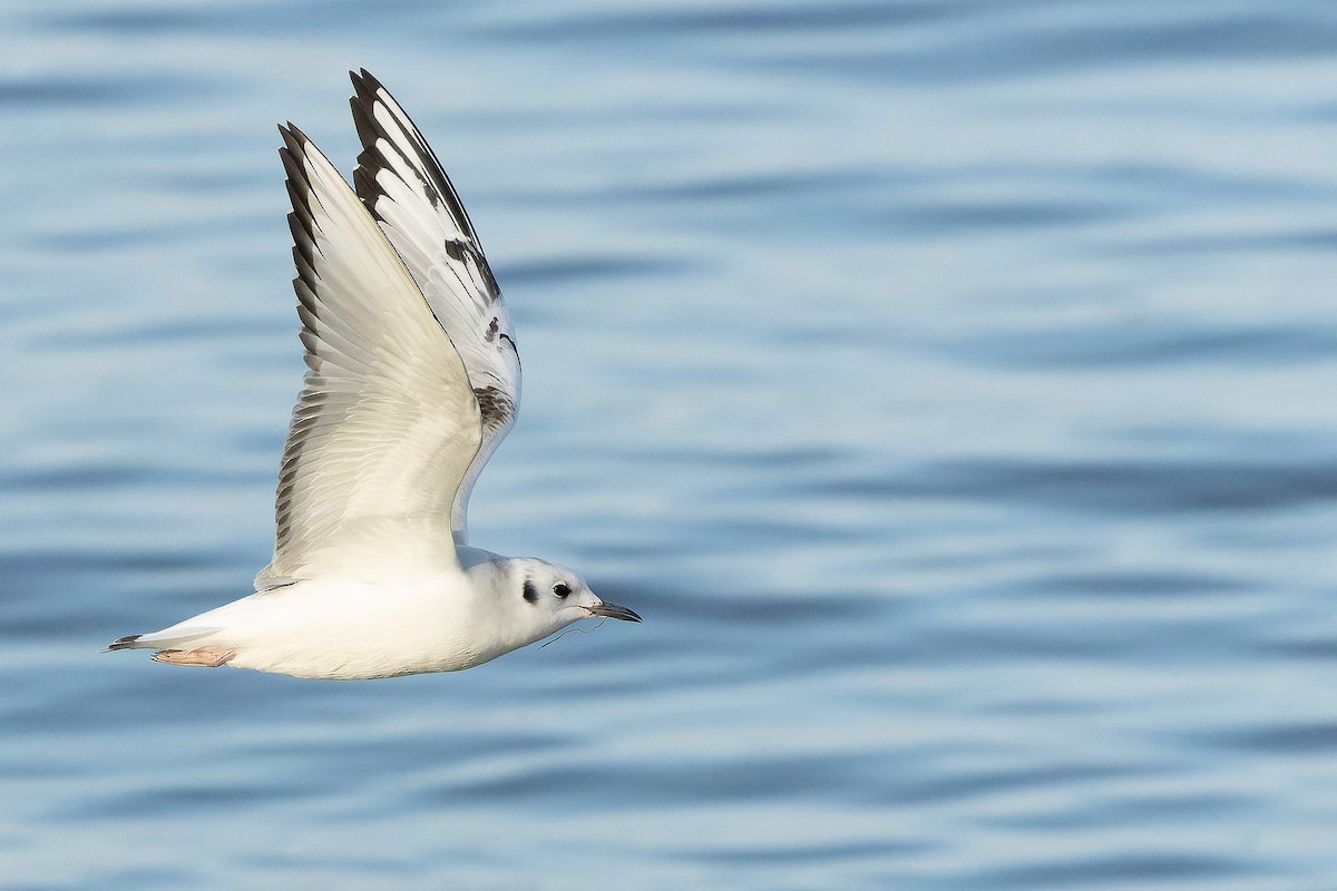 Bonaparte's Gull - ML625712486